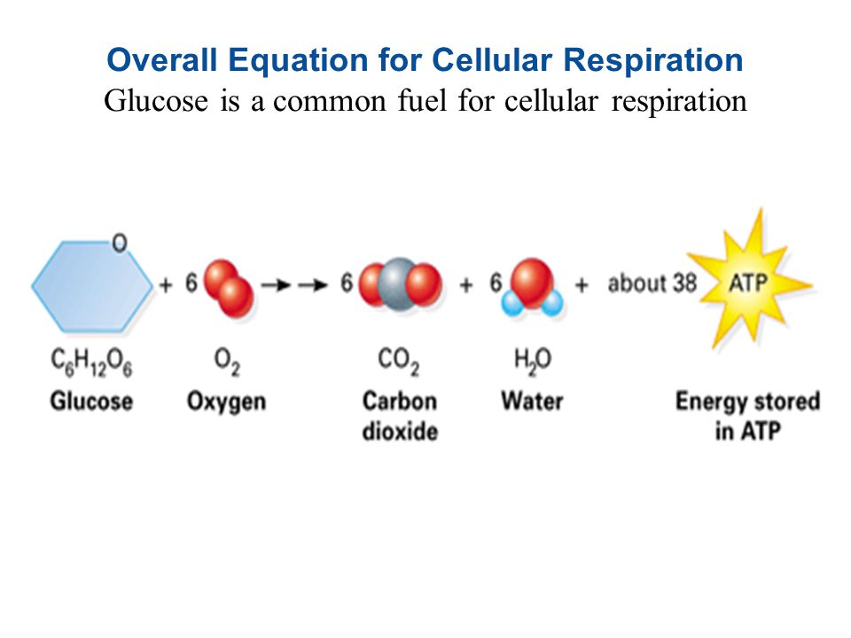 7 4 Electrons Fall From Food To Oxygen During Cellular Respiration Ppt Download