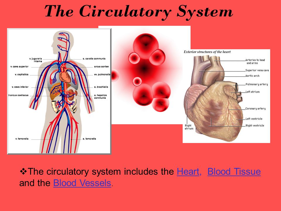 The Circulatory System The Circulatory System Includes The Heart Blood Tissue And The Blood Vessels Ppt Download
