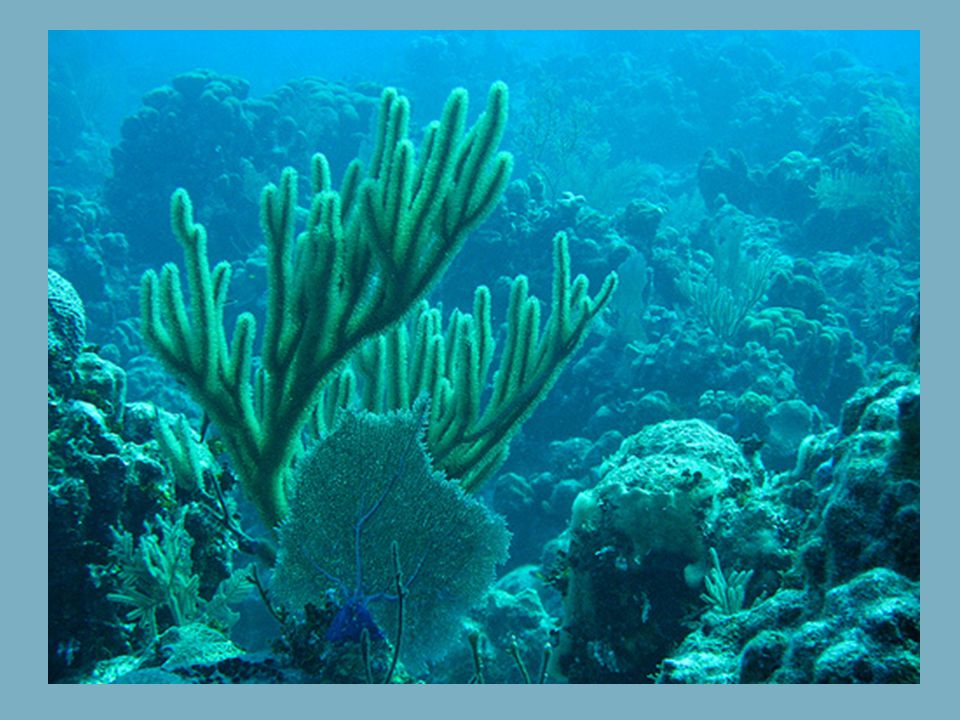 Coral life. Морские водоросли на рифе. Барьерный риф Атлантика. Подводные растения. Коралловые водоросли.