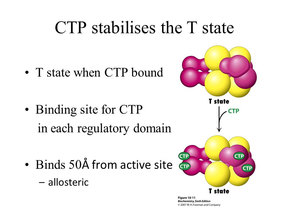 CTP stabilises the T state T state when CTP bound Binding site for CTP in each regulatory domain Binds 50 Å from active site –allosteric