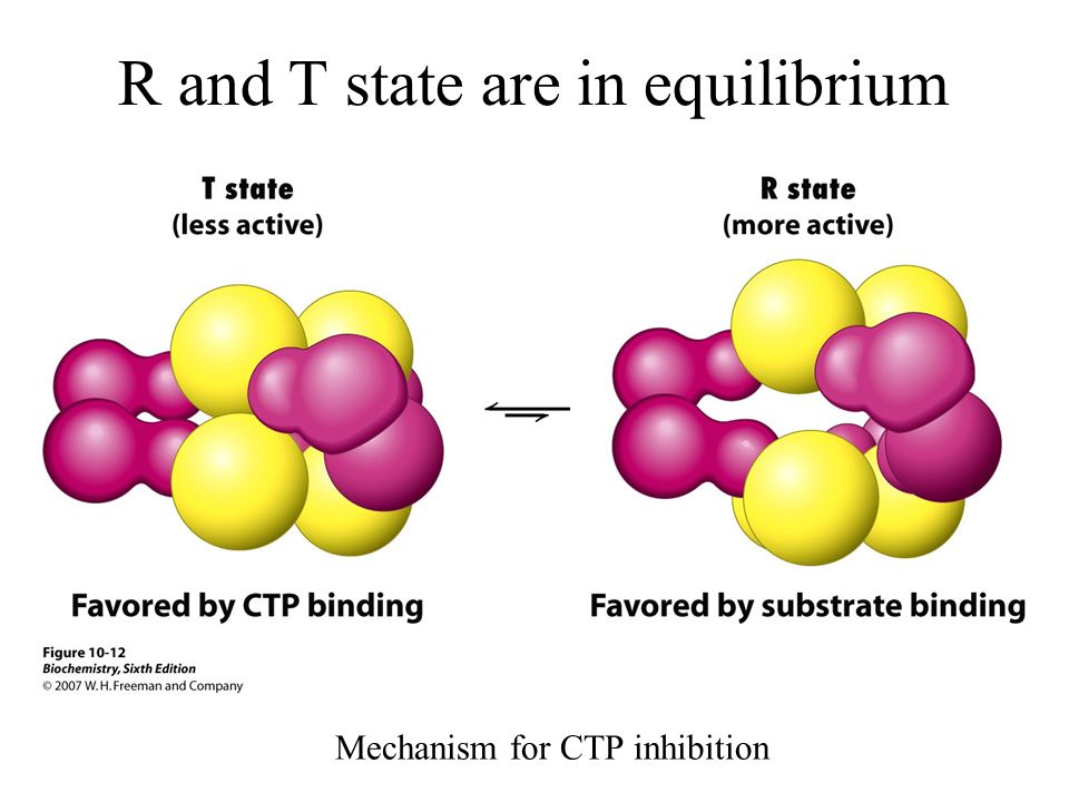 R and T state are in equilibrium Mechanism for CTP inhibition