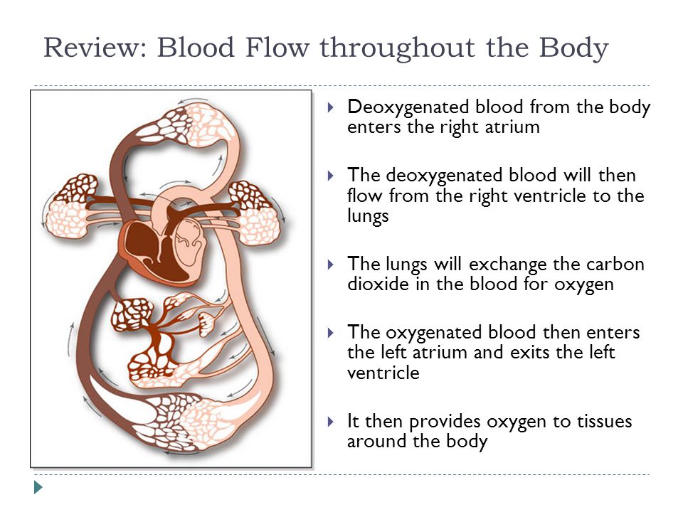 Review: Blood Flow throughout the Body  Deoxygenated blood from the body enters the right atrium  The deoxygenated blood will then flow from the right ventricle to the lungs  The lungs will exchange the carbon dioxide in the blood for oxygen  The oxygenated blood then enters the left atrium and exits the left ventricle  It then provides oxygen to tissues around the body