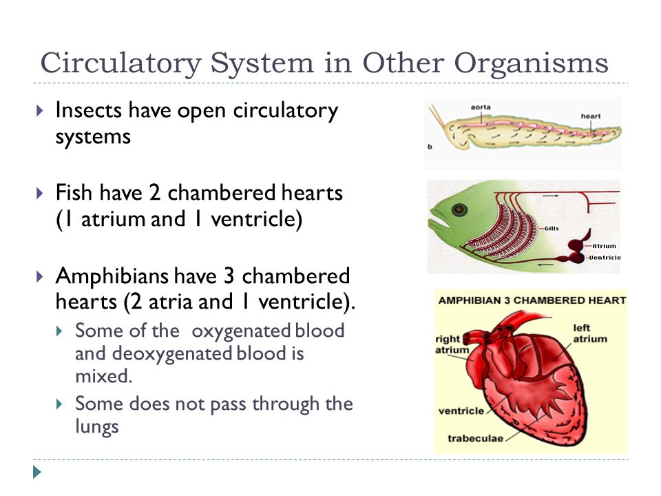 Circulatory System in Other Organisms  Insects have open circulatory systems  Fish have 2 chambered hearts (1 atrium and 1 ventricle)  Amphibians have 3 chambered hearts (2 atria and 1 ventricle).