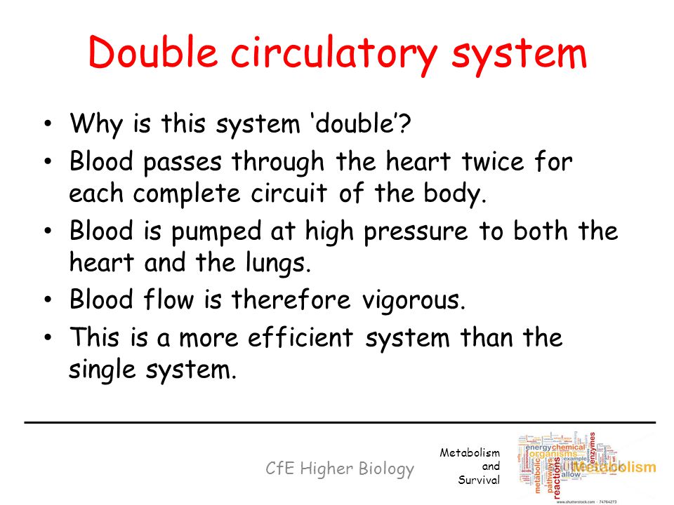 Double circulatory system CfE Higher Biology Metabolism and Survival Why is this system ‘double’.