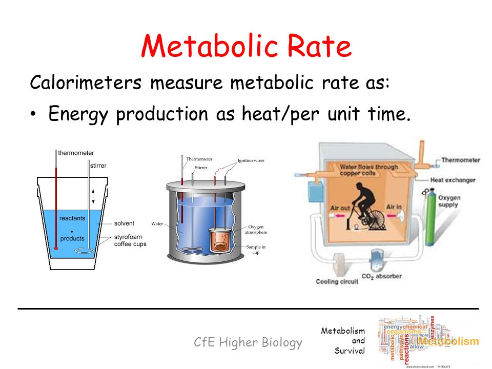 Metabolic Rate Calorimeters measure metabolic rate as: Energy production as heat/per unit time.