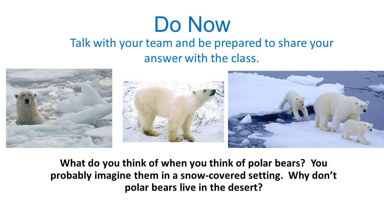 Do Now What do you think of when you think of polar bears.