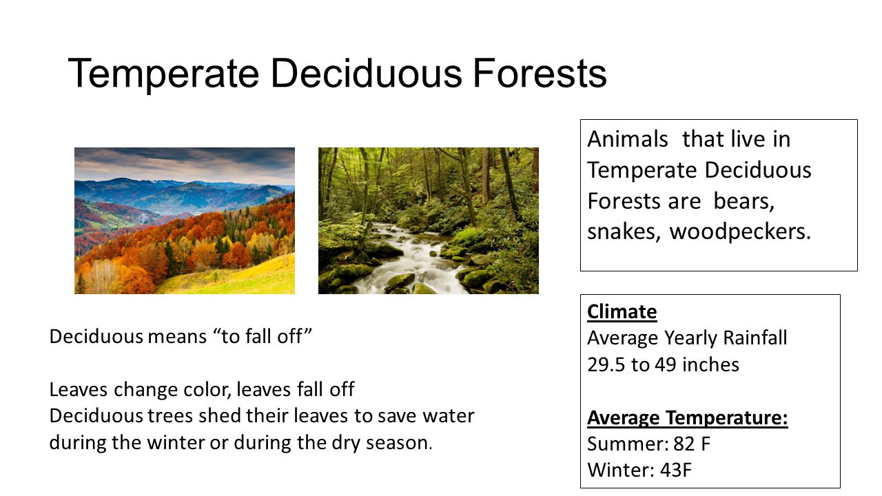 Temperate Deciduous Forests Deciduous means to fall off Leaves change color, leaves fall off Deciduous trees shed their leaves to save water during the winter or during the dry season.