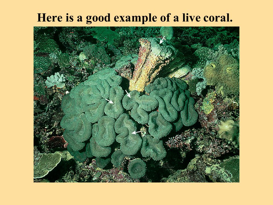 Here is a good example of a live coral.