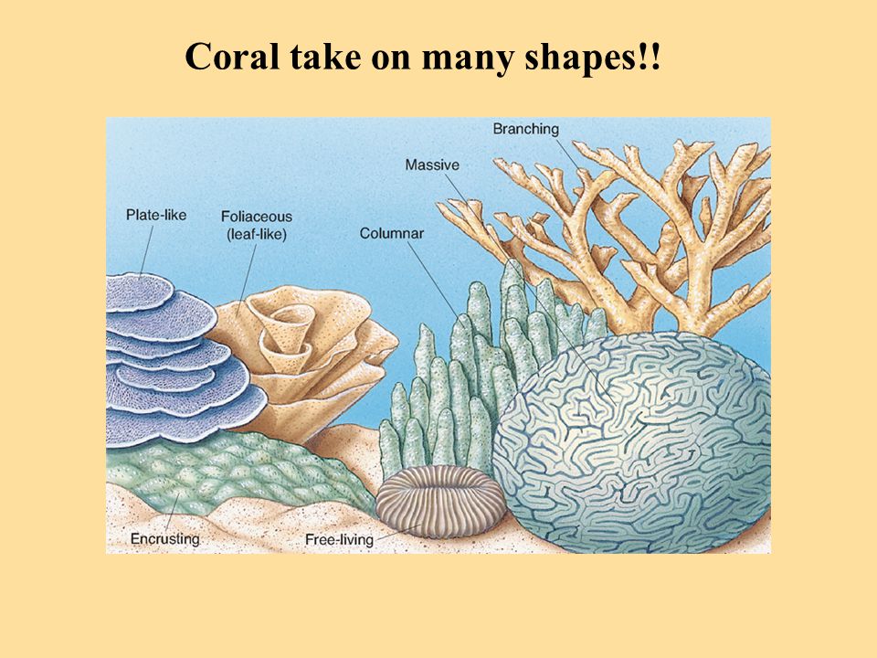 Coral take on many shapes!!