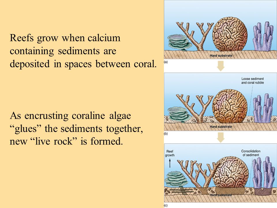 Reefs grow when calcium containing sediments are deposited in spaces between coral.