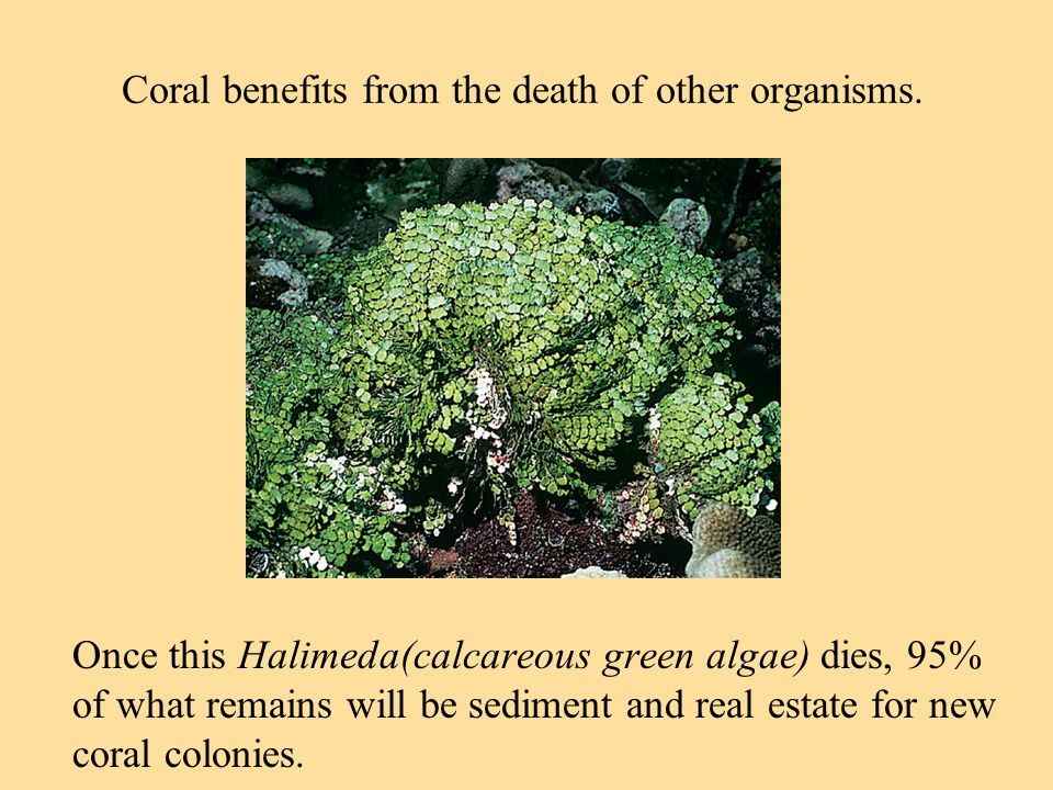 Once this Halimeda(calcareous green algae) dies, 95% of what remains will be sediment and real estate for new coral colonies.