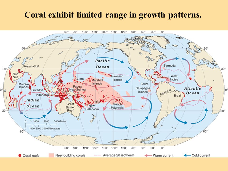 Coral exhibit limited range in growth patterns.