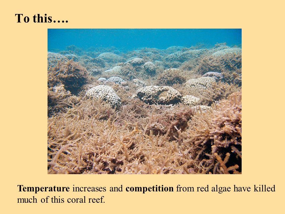 To this…. Temperature increases and competition from red algae have killed much of this coral reef.