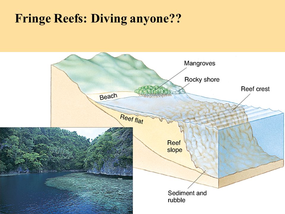 Fringe Reefs: Diving anyone