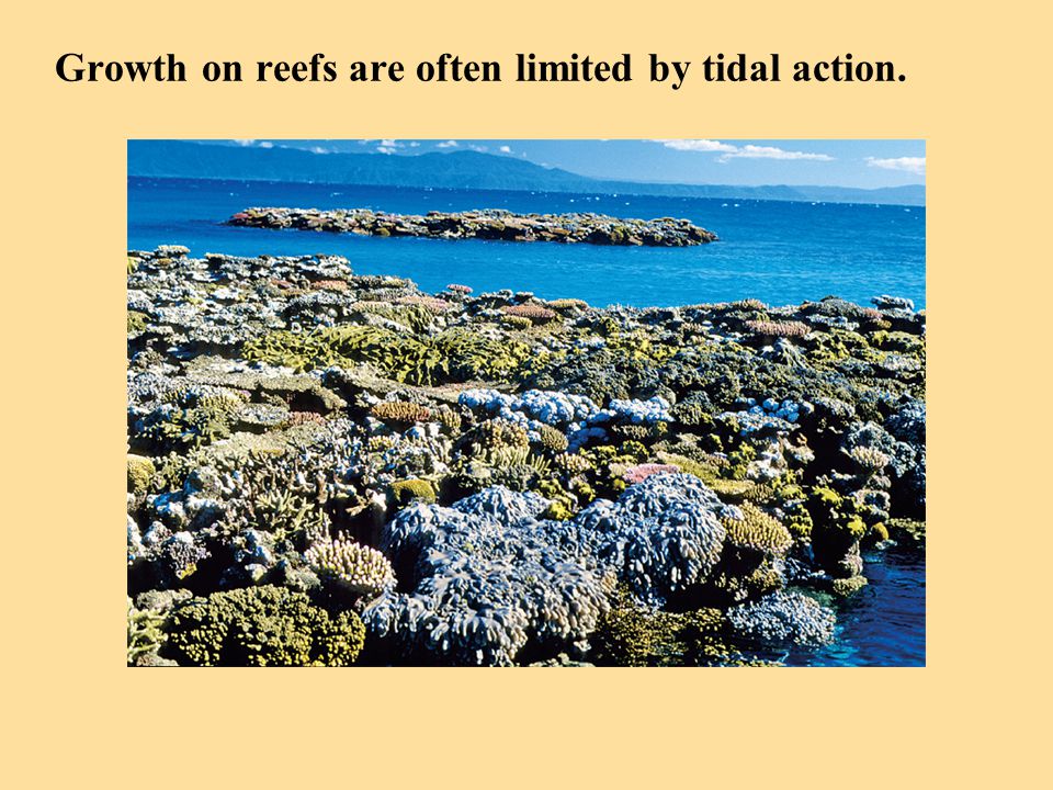 Growth on reefs are often limited by tidal action.