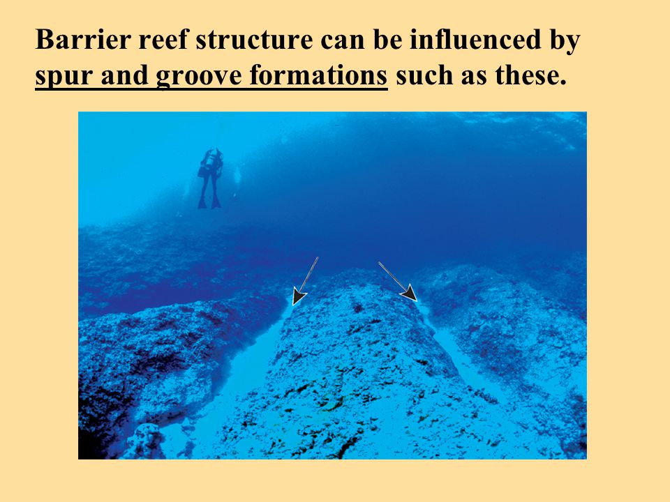 Barrier reef structure can be influenced by spur and groove formations such as these.