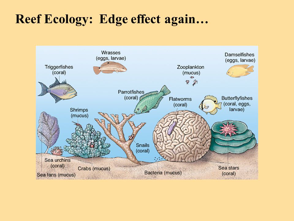 Reef Ecology: Edge effect again…