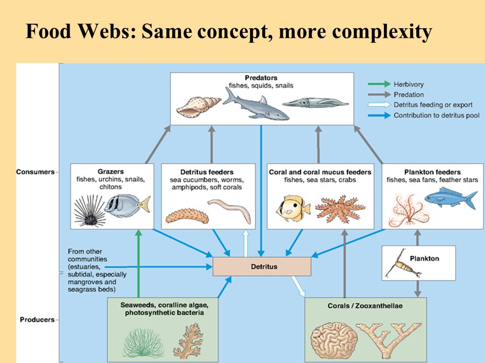 Food Webs: Same concept, more complexity