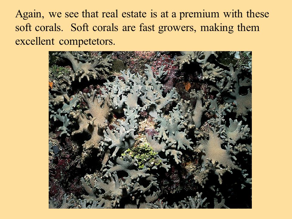 Again, we see that real estate is at a premium with these soft corals.