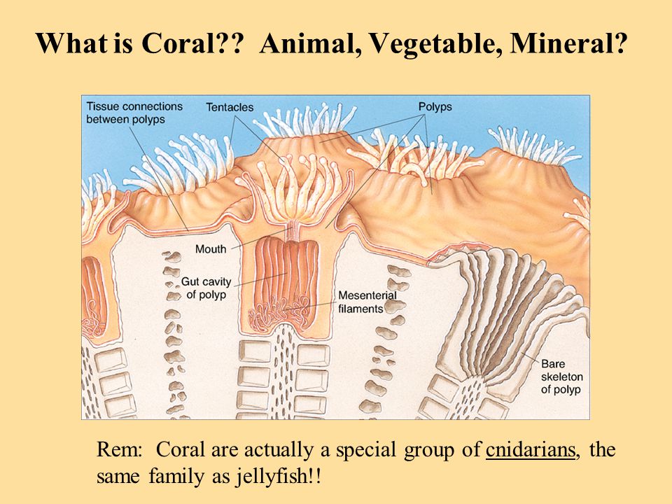 What is Coral . Animal, Vegetable, Mineral.