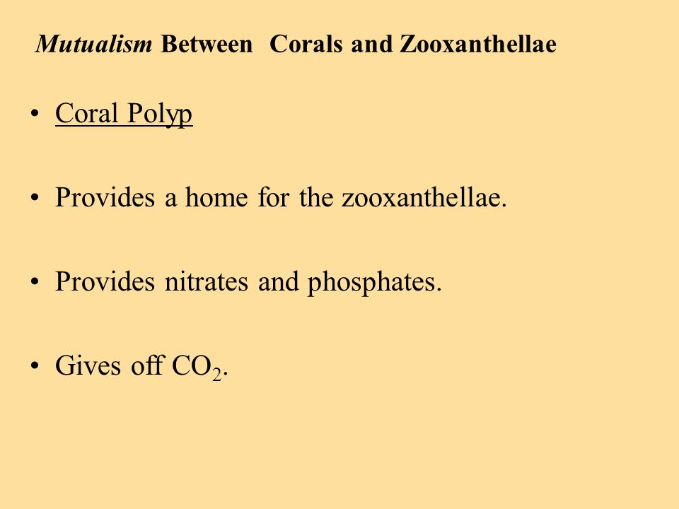 Mutualism Between Corals and Zooxanthellae Coral Polyp Provides a home for the zooxanthellae.