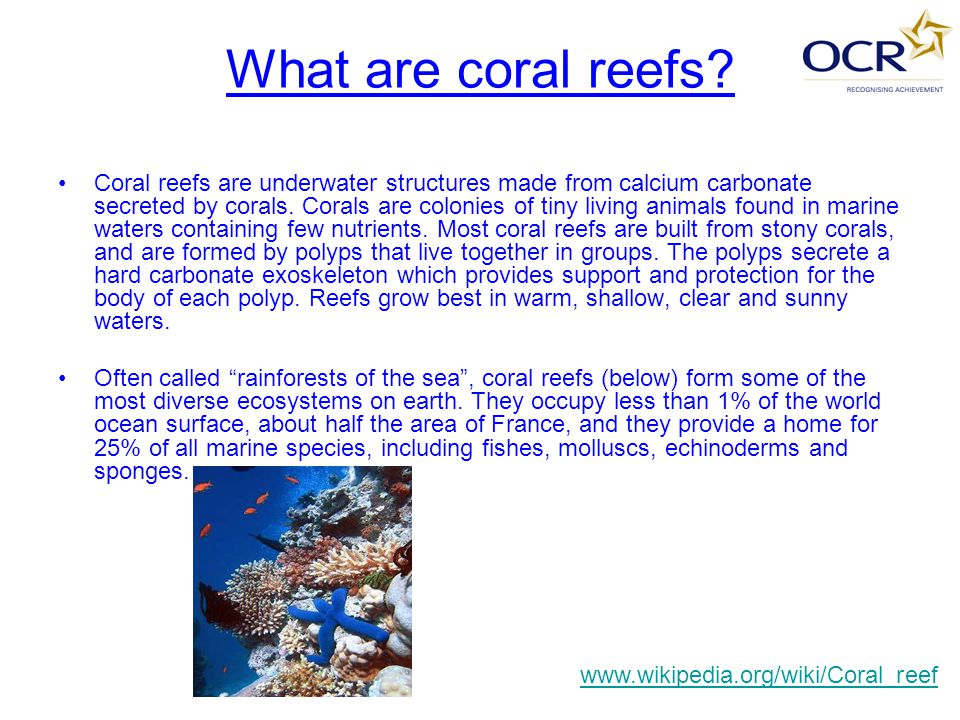 What are coral reefs.