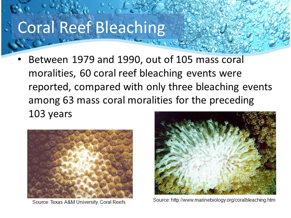 Between 1979 and 1990, out of 105 mass coral moralities, 60 coral reef bleaching events were reported, compared with only three bleaching events among 63 mass coral moralities for the preceding 103 years Source:   Source: Texas A&M University, Coral Reefs Coral Reef Bleaching