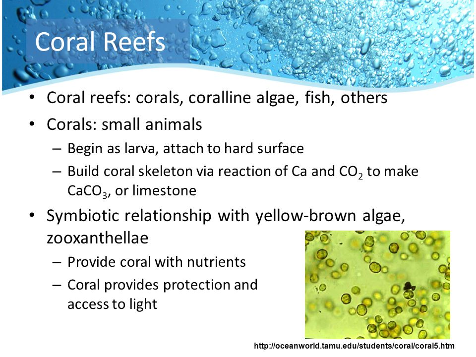 Coral reefs: corals, coralline algae, fish, others Corals: small animals – Begin as larva, attach to hard surface – Build coral skeleton via reaction of Ca and CO 2 to make CaCO 3, or limestone Symbiotic relationship with yellow-brown algae, zooxanthellae – Provide coral with nutrients – Coral provides protection and access to light Coral Reefs