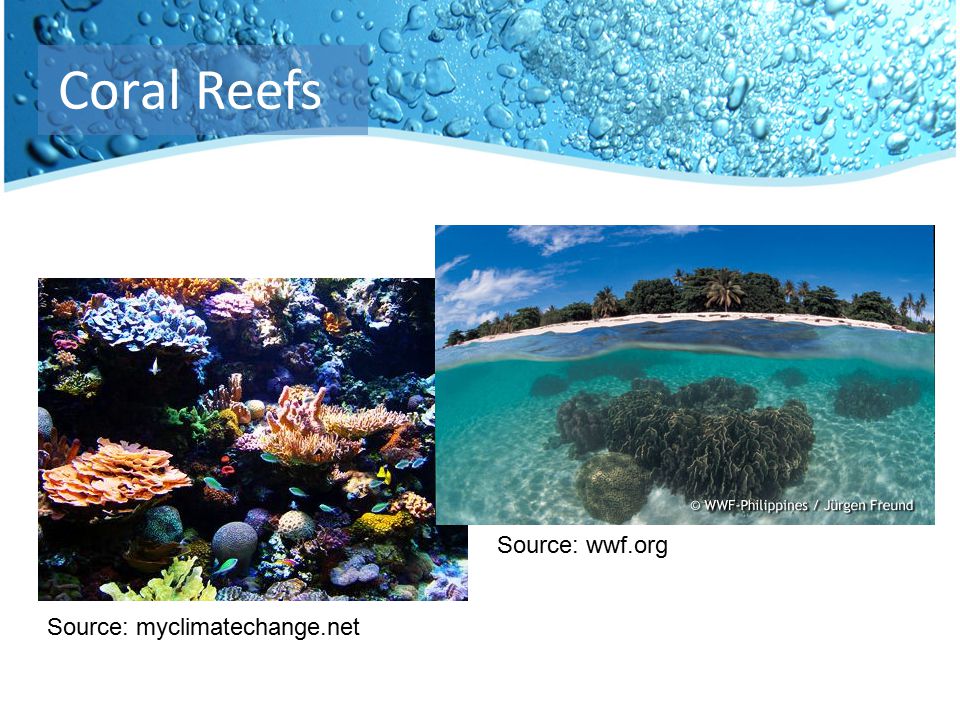 Source: myclimatechange.net Source: wwf.org Coral Reefs