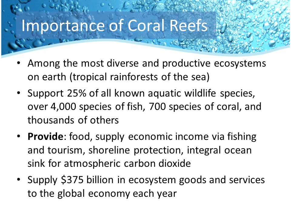 Among the most diverse and productive ecosystems on earth (tropical rainforests of the sea) Support 25% of all known aquatic wildlife species, over 4,000 species of fish, 700 species of coral, and thousands of others Provide: food, supply economic income via fishing and tourism, shoreline protection, integral ocean sink for atmospheric carbon dioxide Supply $375 billion in ecosystem goods and services to the global economy each year Importance of Coral Reefs