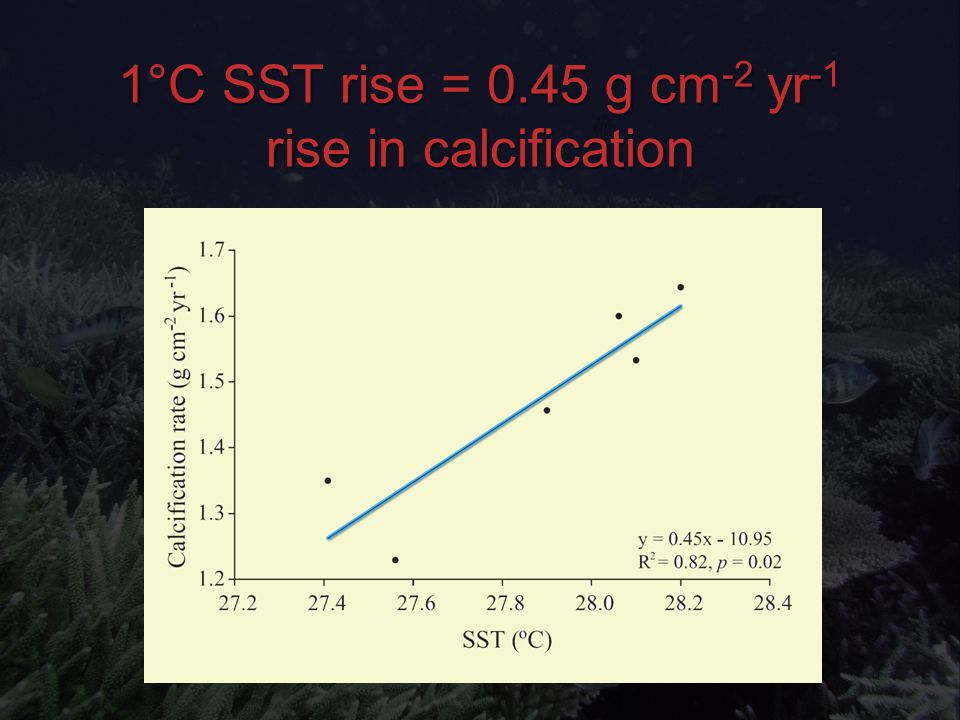 1°C SST rise = 0.45 g cm -2 yr -1 rise in calcification
