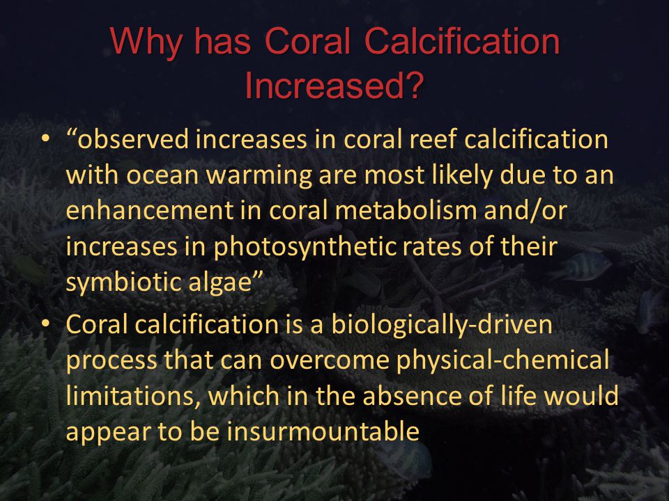 Why has Coral Calcification Increased.