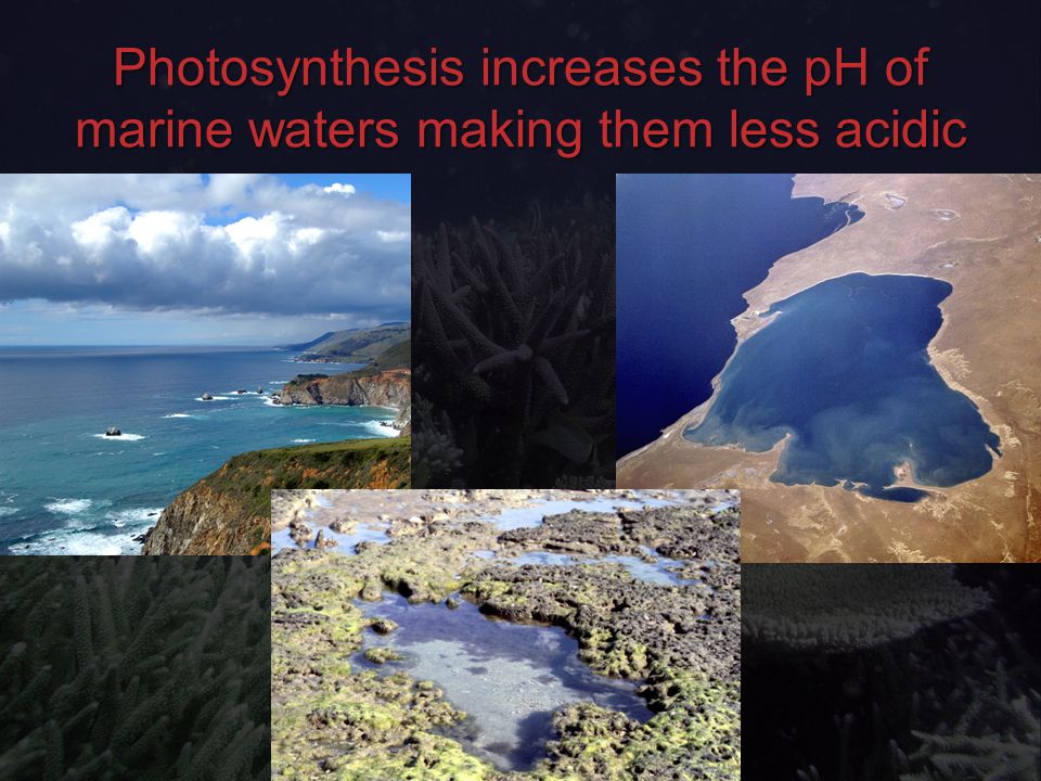 Photosynthesis increases the pH of marine waters making them less acidic