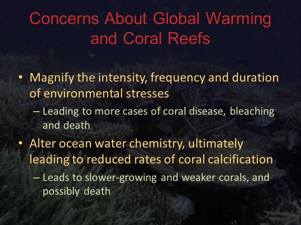 Concerns About Global Warming and Coral Reefs Magnify the intensity, frequency and duration of environmental stresses Magnify the intensity, frequency and duration of environmental stresses – Leading to more cases of coral disease, bleaching and death Alter ocean water chemistry, ultimately leading to reduced rates of coral calcification Alter ocean water chemistry, ultimately leading to reduced rates of coral calcification – Leads to slower-growing and weaker corals, and possibly death