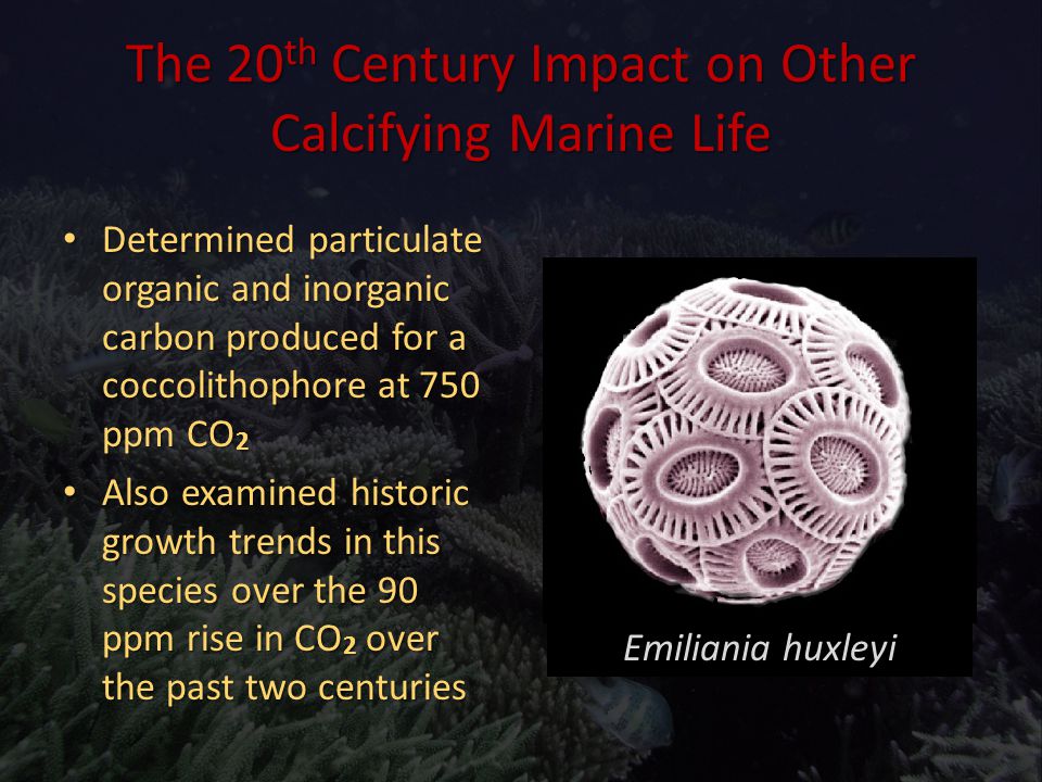 The 20 th Century Impact on Other Calcifying Marine Life Emiliania huxleyi Determined particulate organic and inorganic carbon produced for a coccolithophore at 750 ppm CO 2 Determined particulate organic and inorganic carbon produced for a coccolithophore at 750 ppm CO 2 Also examined historic growth trends in this species over the 90 ppm rise in CO 2 over the past two centuries Also examined historic growth trends in this species over the 90 ppm rise in CO 2 over the past two centuries