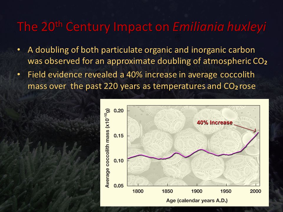 The 20 th Century Impact on Emiliania huxleyi A doubling of both particulate organic and inorganic carbon was observed for an approximate doubling of atmospheric CO 2 A doubling of both particulate organic and inorganic carbon was observed for an approximate doubling of atmospheric CO 2 Field evidence revealed a 40% increase in average coccolith mass over the past 220 years as temperatures and CO 2 rose Field evidence revealed a 40% increase in average coccolith mass over the past 220 years as temperatures and CO 2 rose