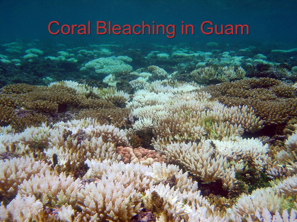 Coral Bleaching in Guam