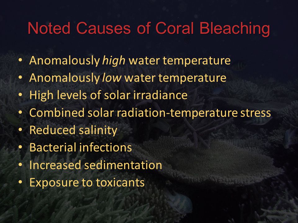 Noted Causes of Coral Bleaching Anomalously high water temperature Anomalously high water temperature Anomalously low water temperature Anomalously low water temperature High levels of solar irradiance High levels of solar irradiance Combined solar radiation-temperature stress Combined solar radiation-temperature stress Reduced salinity Reduced salinity Bacterial infections Bacterial infections Increased sedimentation Increased sedimentation Exposure to toxicants Exposure to toxicants