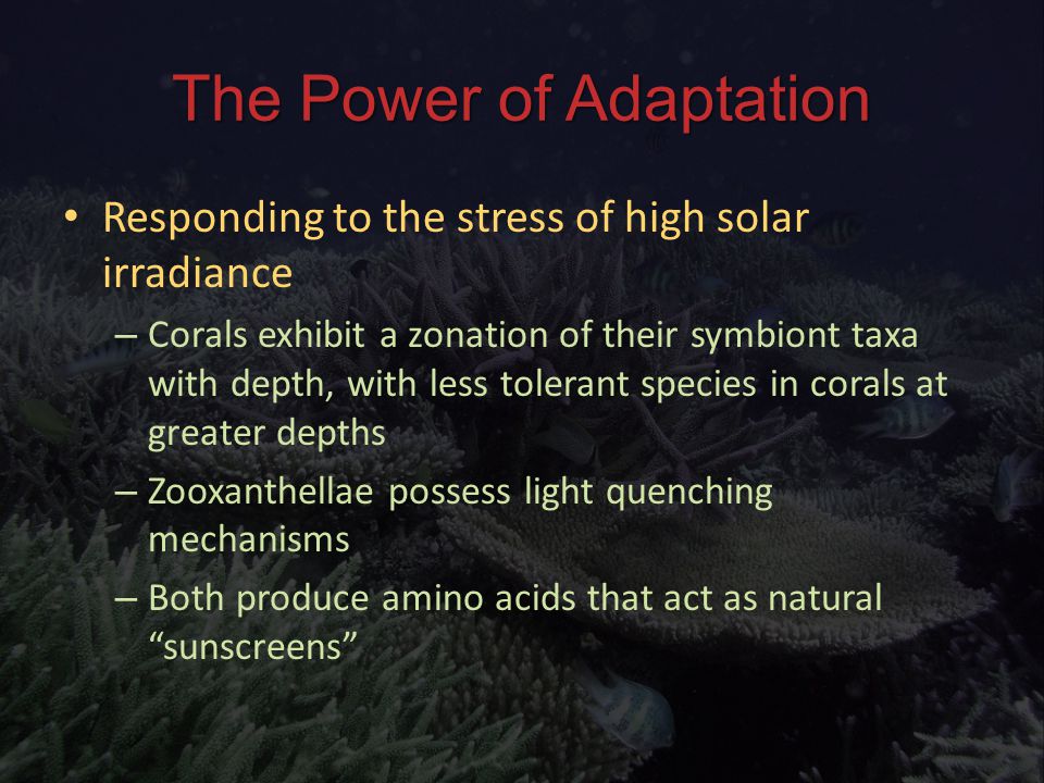 The Power of Adaptation Responding to the stress of high solar irradiance Responding to the stress of high solar irradiance – Corals exhibit a zonation of their symbiont taxa with depth, with less tolerant species in corals at greater depths – Zooxanthellae possess light quenching mechanisms – Both produce amino acids that act as natural sunscreens