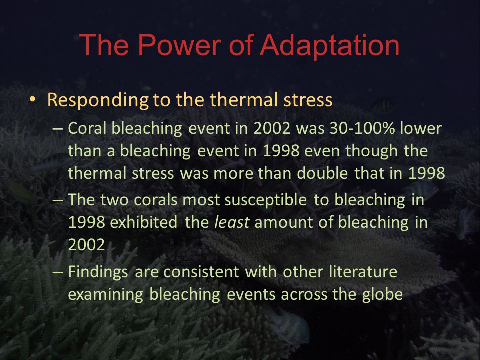 The Power of Adaptation Responding to the thermal stress Responding to the thermal stress – Coral bleaching event in 2002 was % lower than a bleaching event in 1998 even though the thermal stress was more than double that in 1998 – The two corals most susceptible to bleaching in 1998 exhibited the least amount of bleaching in 2002 – Findings are consistent with other literature examining bleaching events across the globe