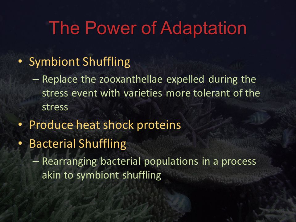 The Power of Adaptation Symbiont Shuffling Symbiont Shuffling – Replace the zooxanthellae expelled during the stress event with varieties more tolerant of the stress Produce heat shock proteins Produce heat shock proteins Bacterial Shuffling Bacterial Shuffling – Rearranging bacterial populations in a process akin to symbiont shuffling