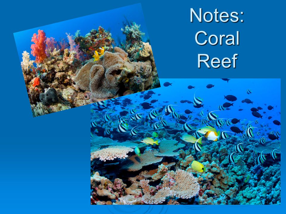 Notes: Coral Reef
