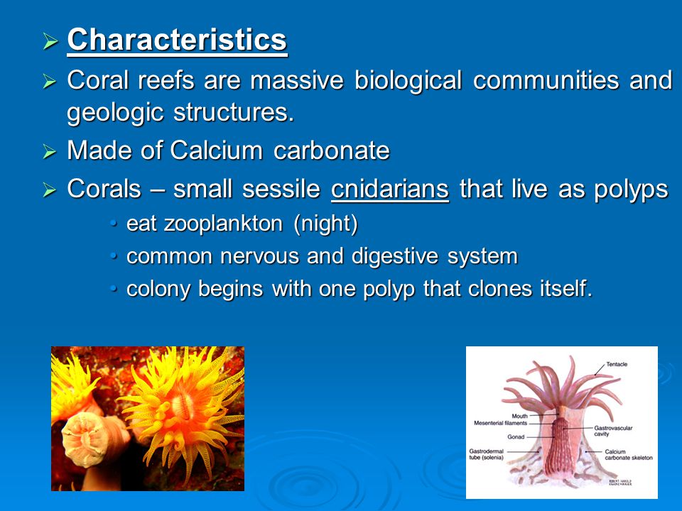  Characteristics  Coral reefs are massive biological communities and geologic structures.