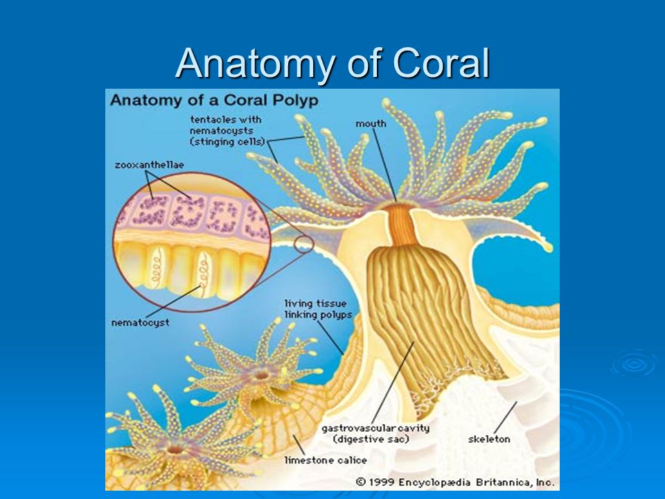 Anatomy of Coral