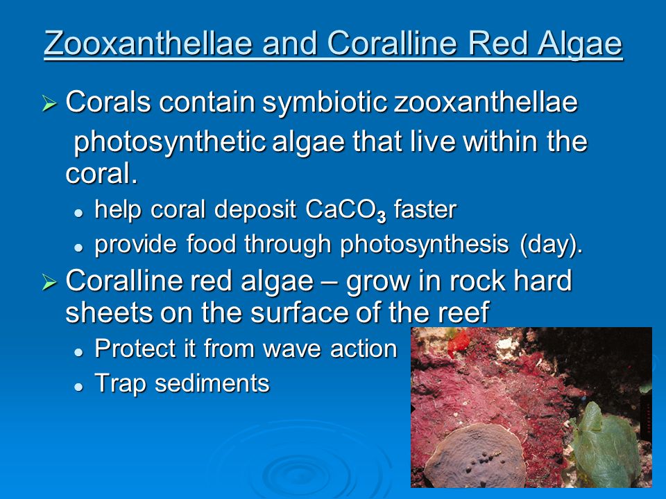 Zooxanthellae and Coralline Red Algae  Corals contain symbiotic zooxanthellae photosynthetic algae that live within the coral.