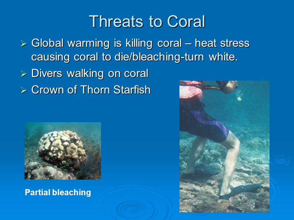 Threats to Coral  Global warming is killing coral – heat stress causing coral to die/bleaching-turn white.