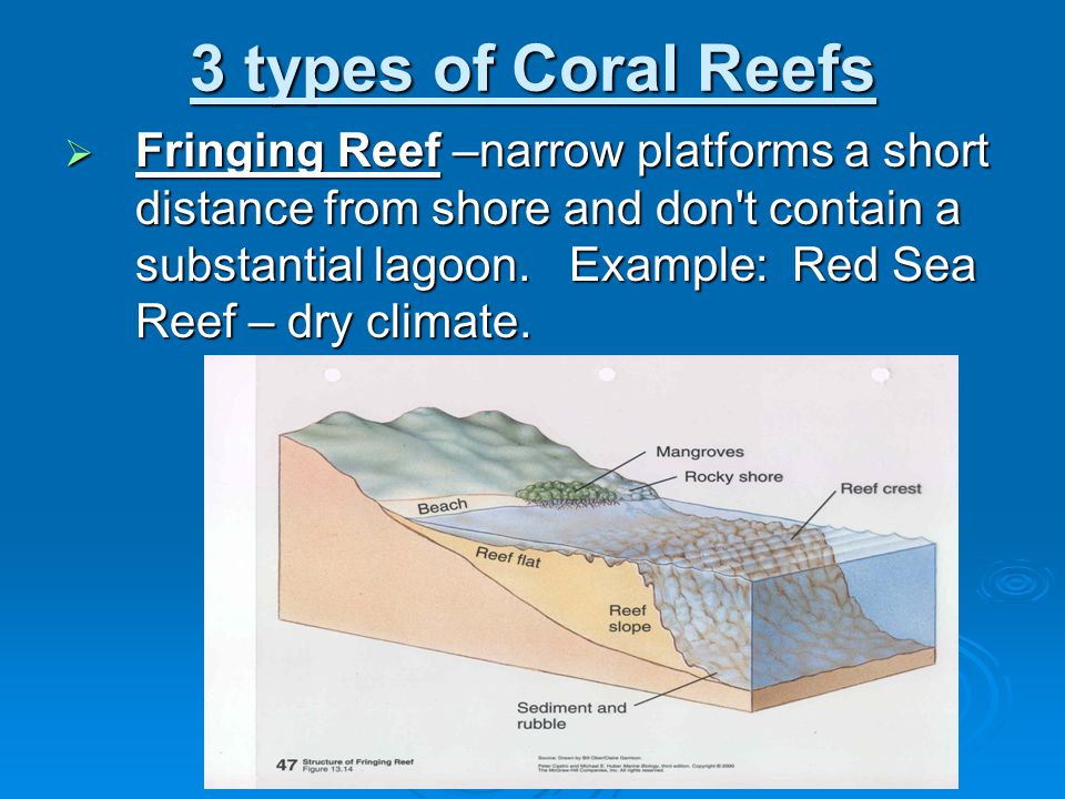 3 types of Coral Reefs  Fringing Reef –narrow platforms a short distance from shore and don t contain a substantial lagoon.