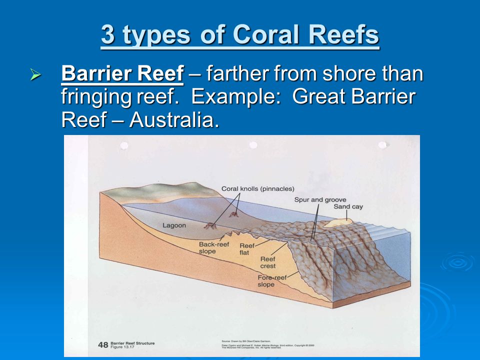 3 types of Coral Reefs  Barrier Reef – farther from shore than fringing reef.
