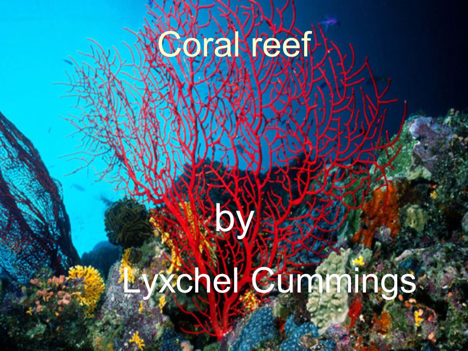 Coral reef by Lyxchel Cummings