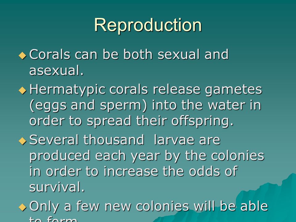 Reproduction  Corals can be both sexual and asexual.